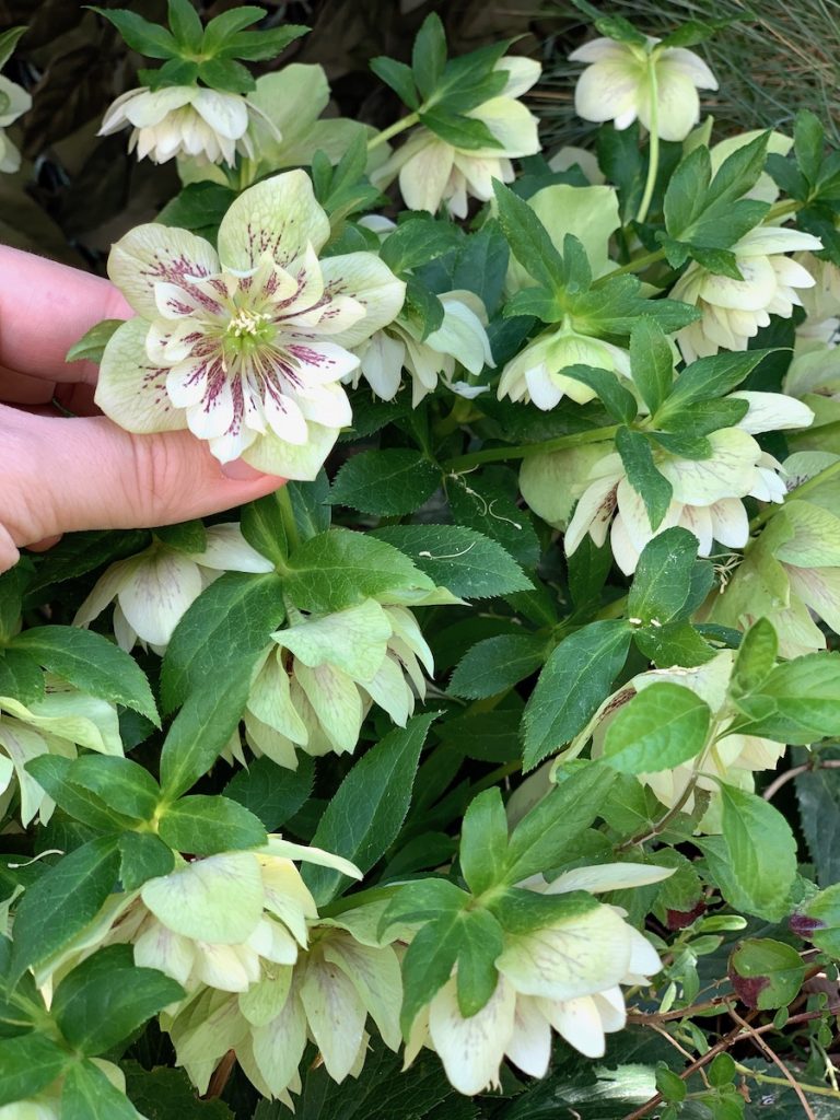Nombreuses Fleurs d'héllebores blanches et violettes au coeur.