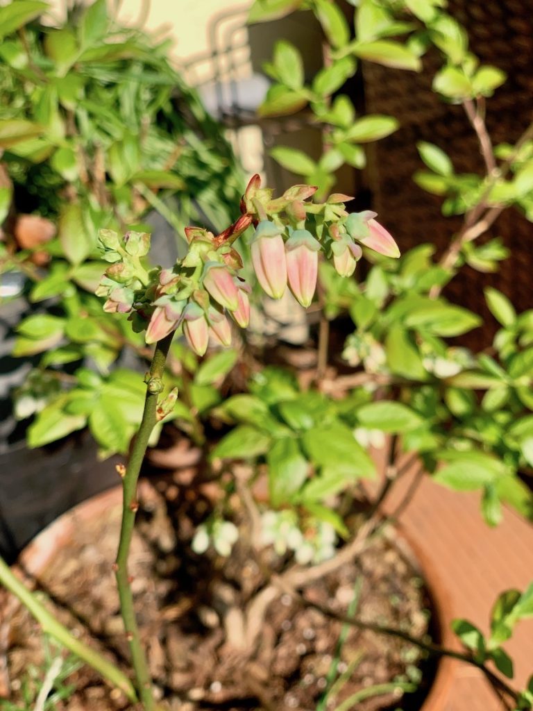 Fleurs de myrtillier, encore en bourgeon.