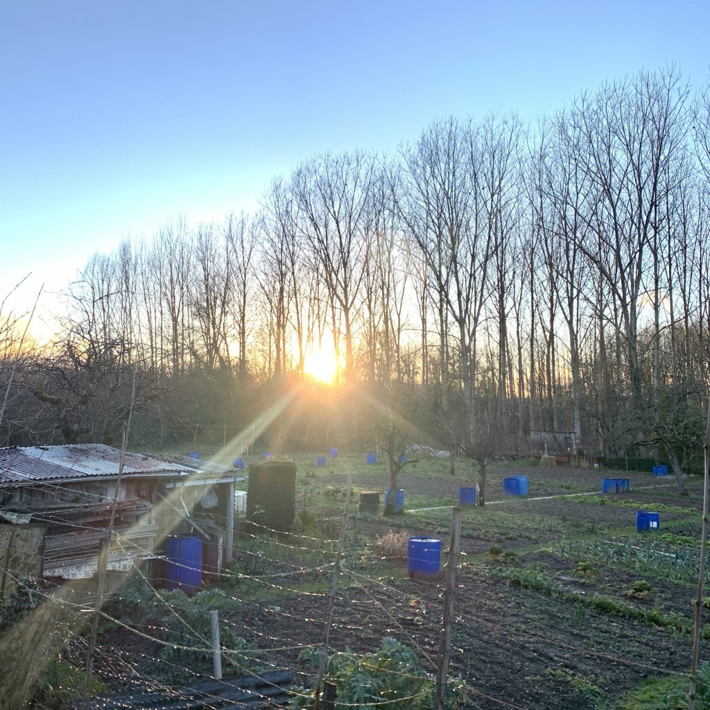 Jardin potagers partagés à Issoudun, au soleil couchant d'hiver.