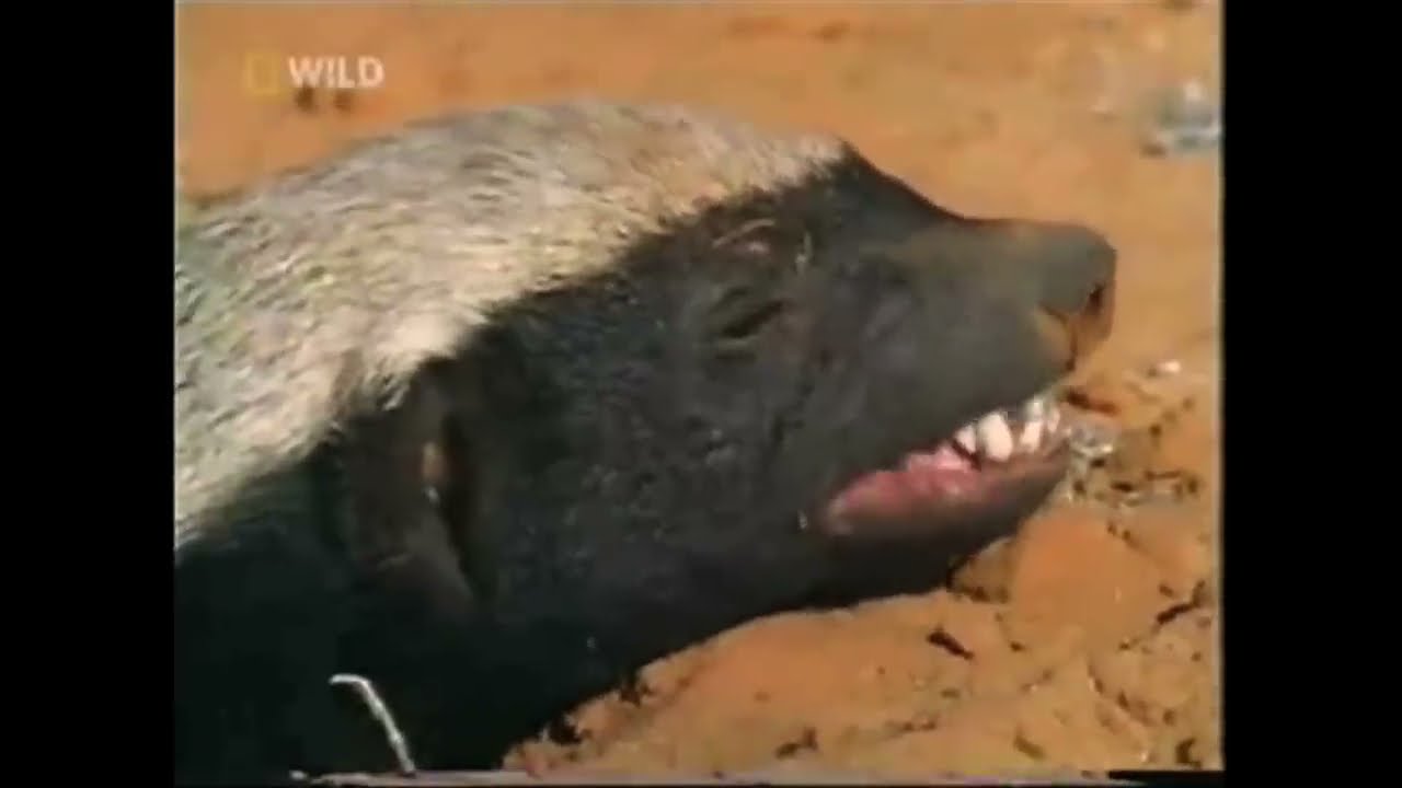 Honey badger don’t care